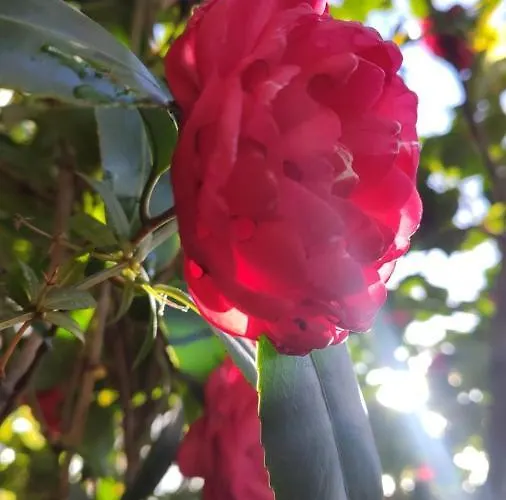 Chalet Etna Rural With Jacuzzi Pedara